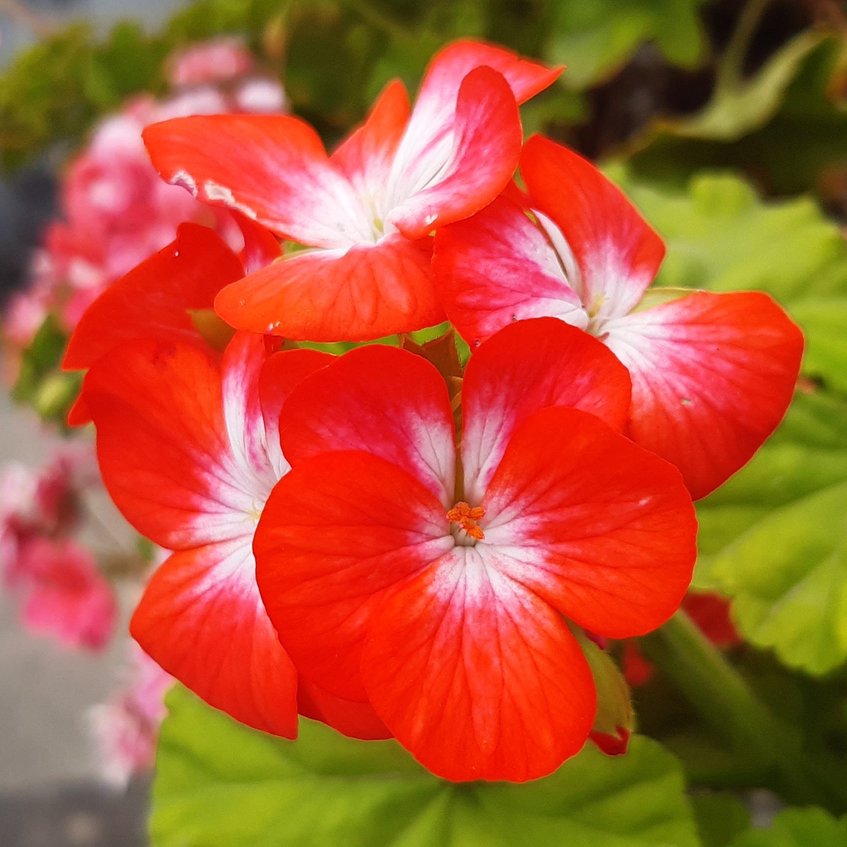 geranium flowers