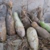 gourd tuber