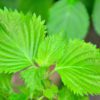 green shiso