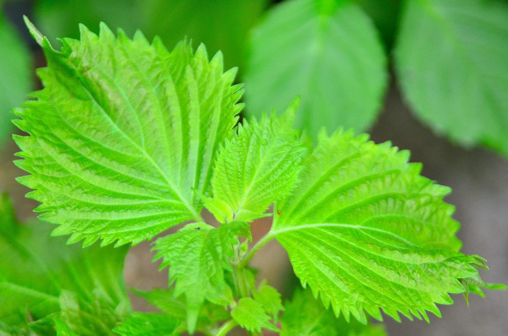 green shiso