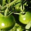 green tomatoes