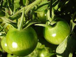 green tomatoes