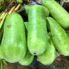hairy melon