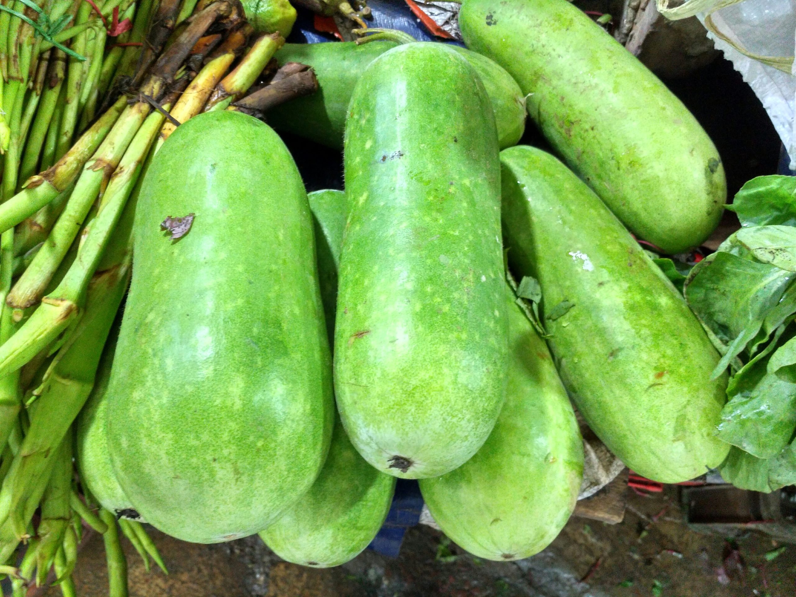 hairy melon