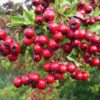 hawthorn berries
