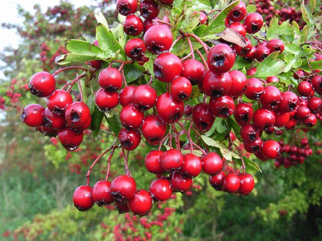 hawthorn berries