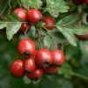 hawthorn fruit