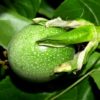 how passion fruit grow