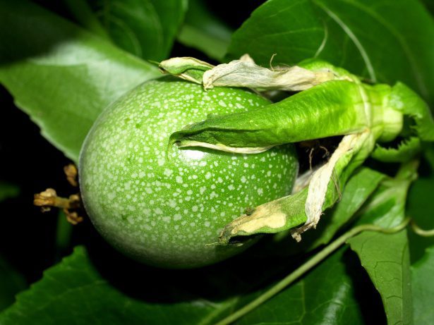 how passion fruit grow