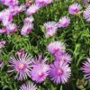 ice plant