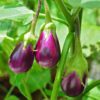 is an eggplant a fruit