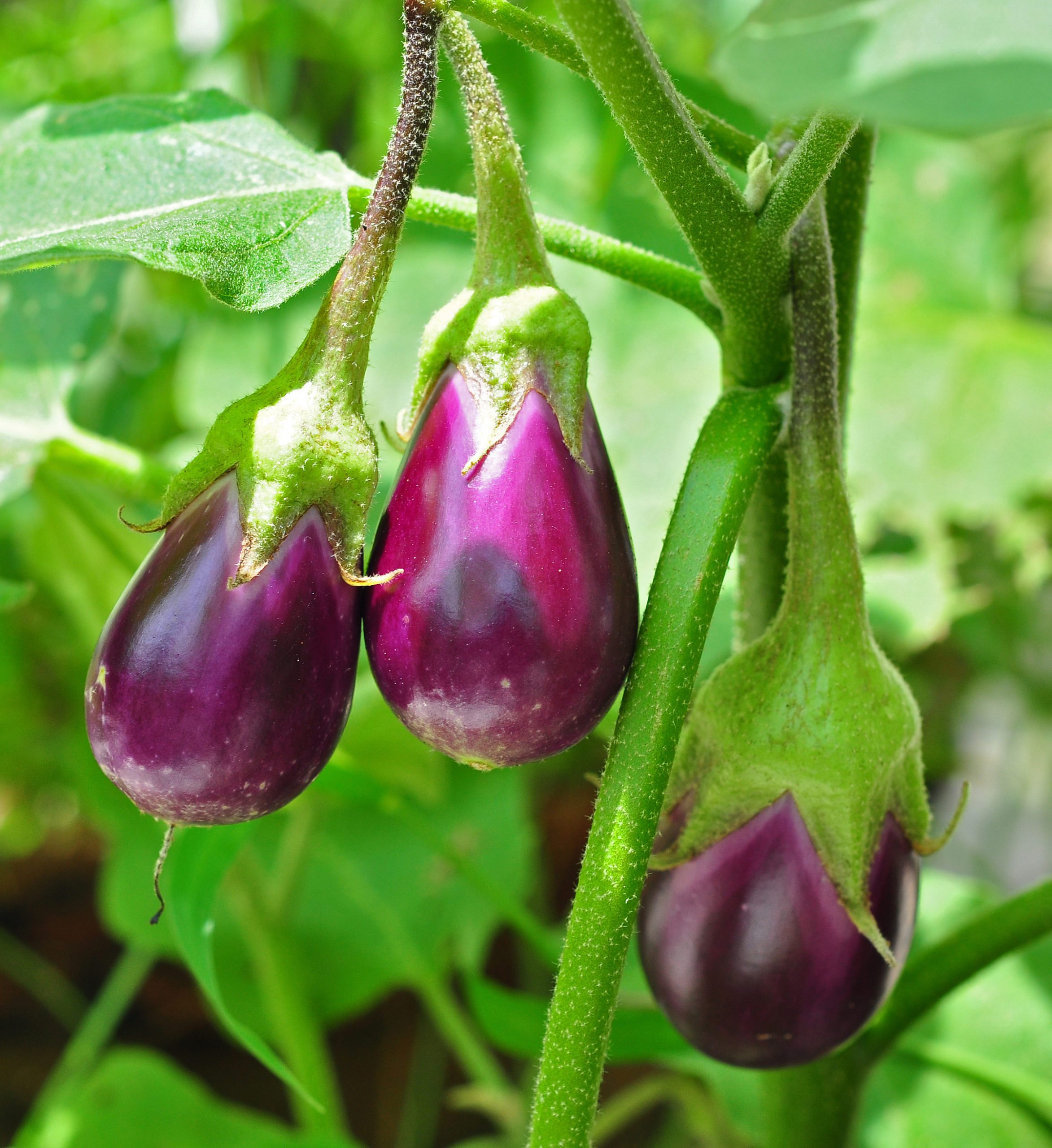 is an eggplant a fruit