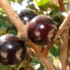 jabuticaba