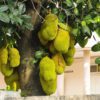 jackfruit tree