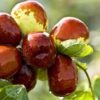 jujube tree