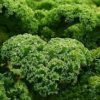 kalettes