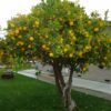 lemon eureka tree