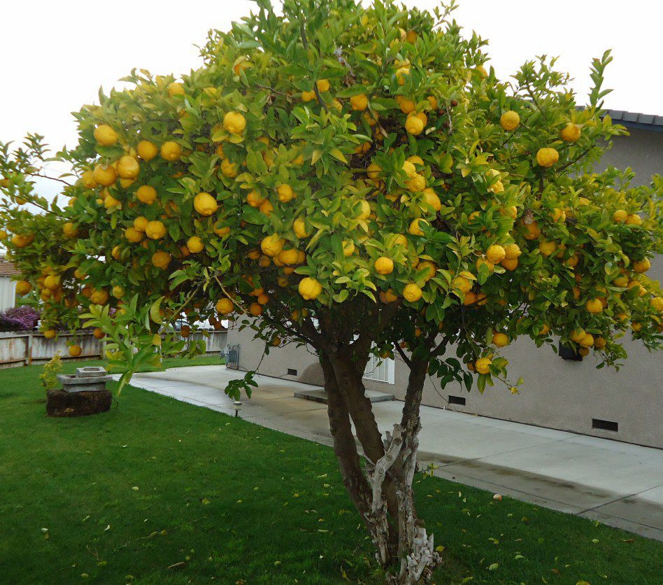 lemon eureka tree