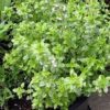 lemon thyme