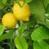 lemon trees eureka