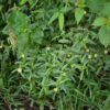methi