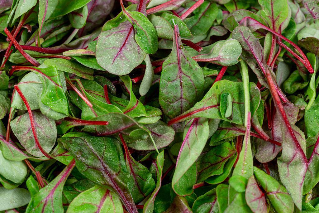 micro herb