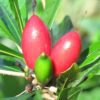 miracle fruit