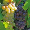 muscatel grapes
