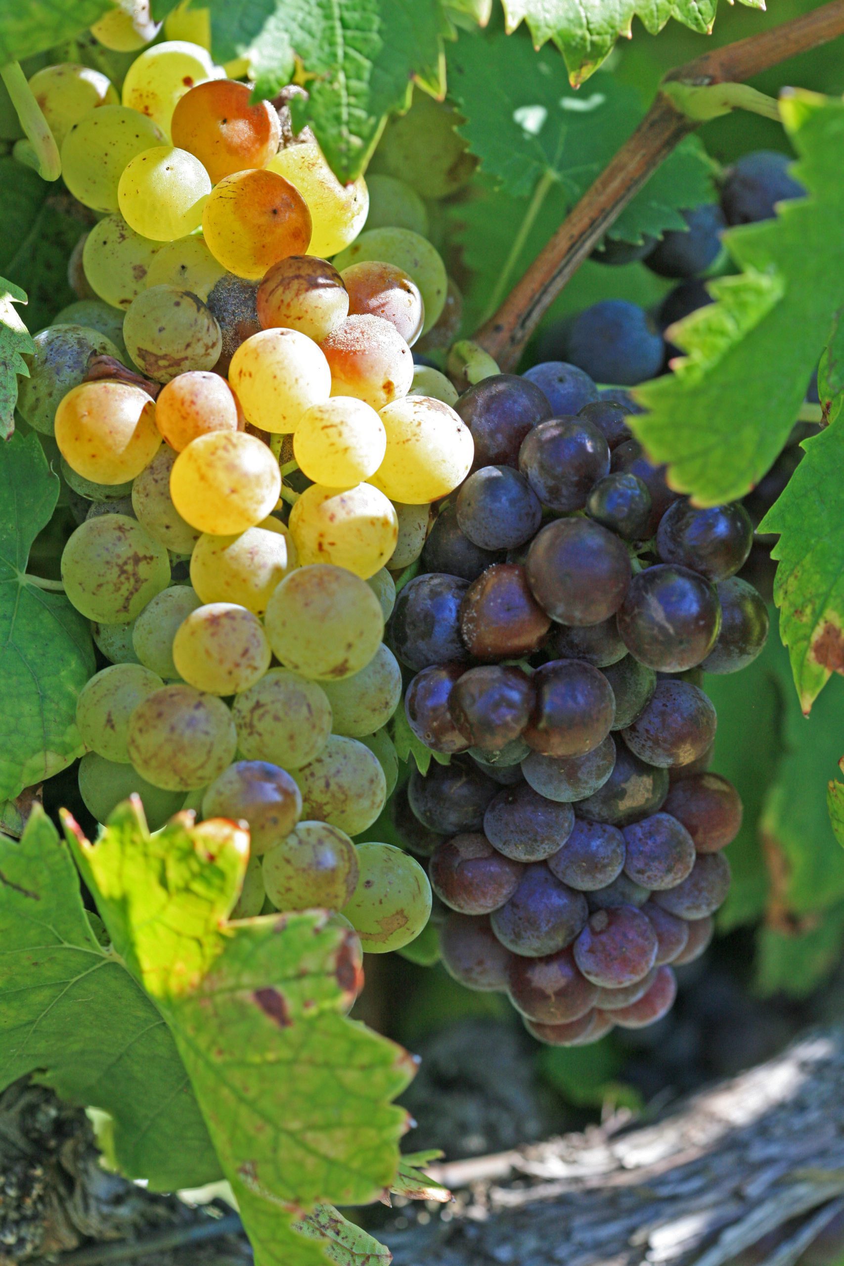 muscatel grapes