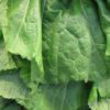 mustard leaves