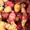 oca