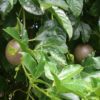 passionfruit growing