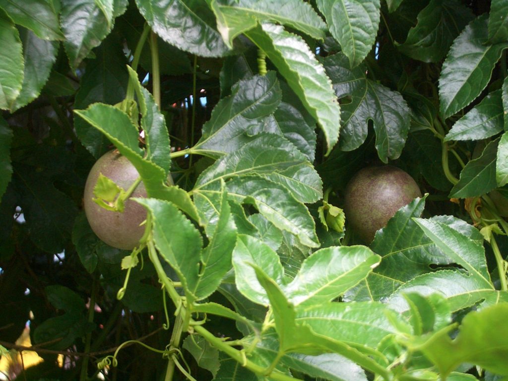 Passionfruit Growing All You Need to Know