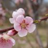peach blossoms