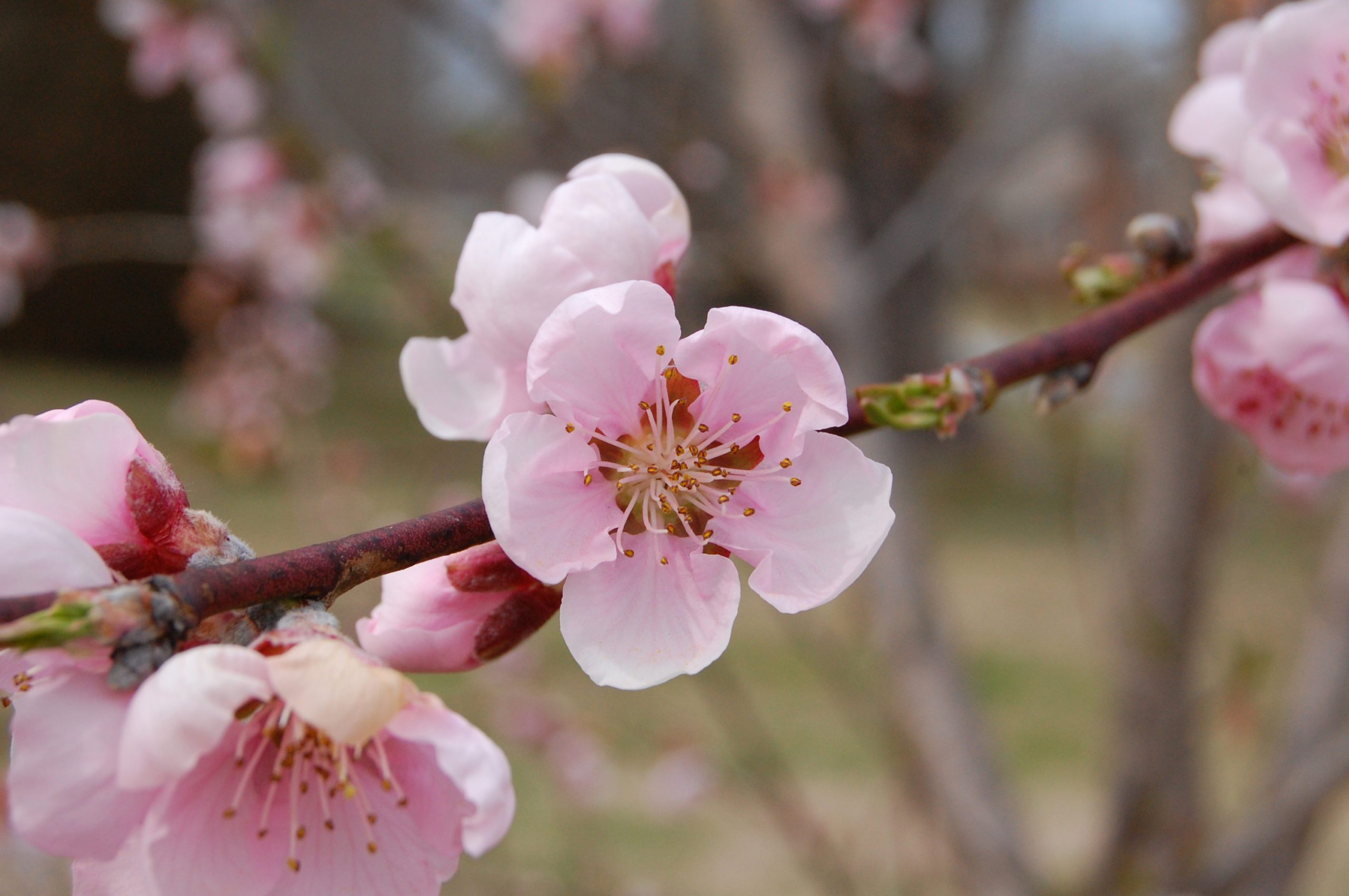 peach blossoms