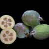 pineapple guava