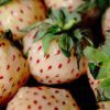 pineberries