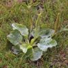 plantain weed