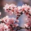 plum blossom
