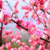 plum flower