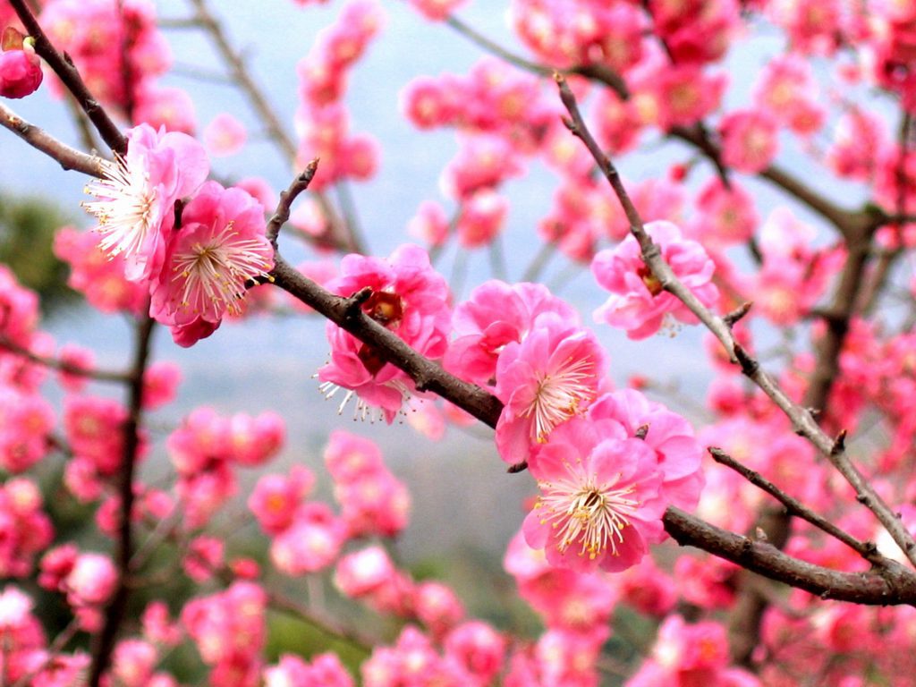 plum flower
