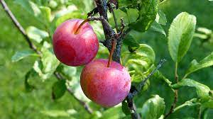 plum satsuma