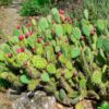prickly pear