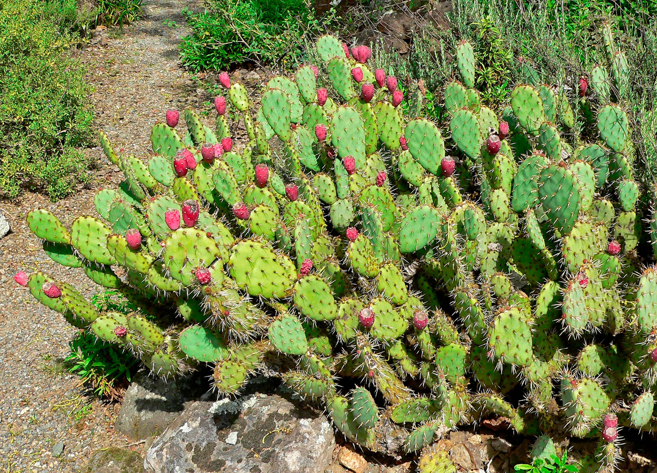 prickly pear