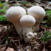 puffball mushroom