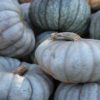pumpkin queensland blue