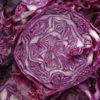 purple cabbages