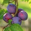 purple fruits