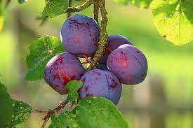 purple fruits