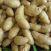 ratte potato